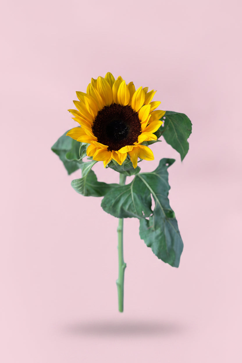 Elegant single sunflower floral arrangement for birthday gift delivery