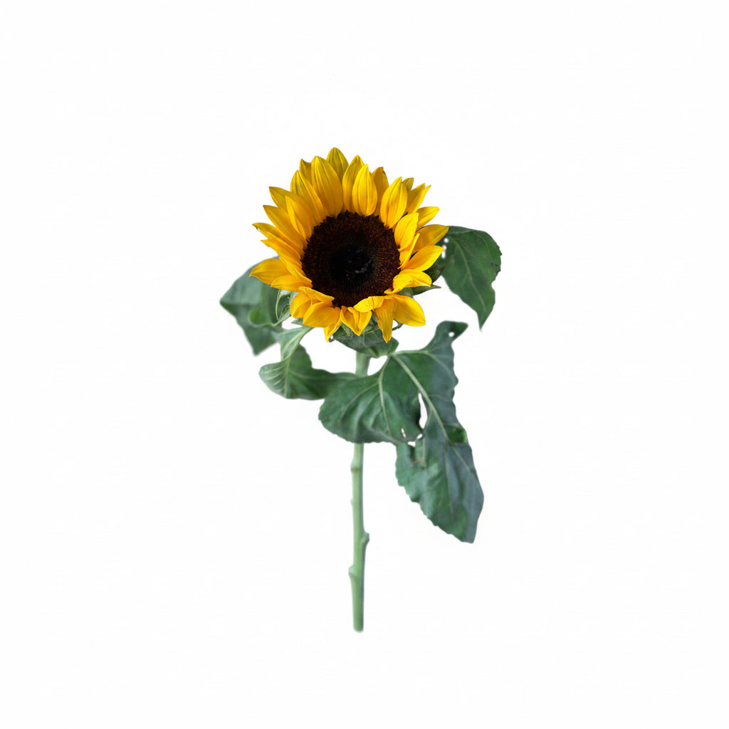 Elegant single sunflower floral arrangement for birthday gift delivery