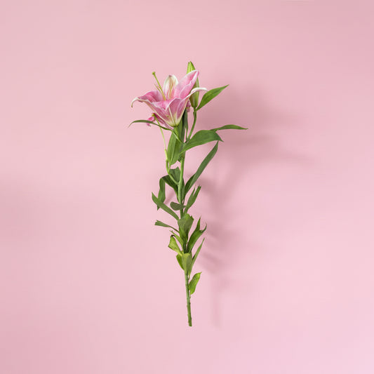 Premium single lily flower bouquet by MayakoBasket for delivery in Nepal