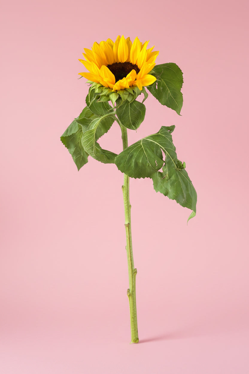 Elegant single sunflower floral arrangement for birthday gift delivery