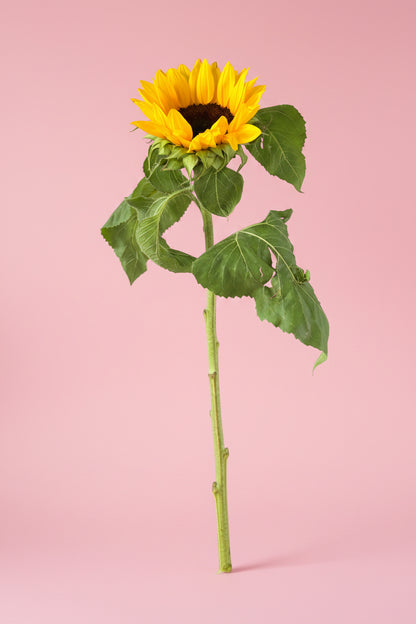 Elegant single sunflower floral arrangement for birthday gift delivery