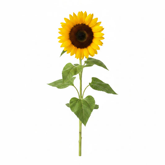 Elegant single sunflower floral arrangement for birthday gift delivery