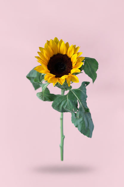 Elegant single sunflower floral arrangement for birthday gift delivery
