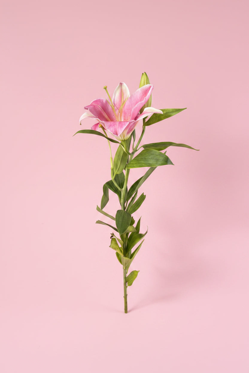 Fresh single lily bouquet delivery in Kathmandu Nepal