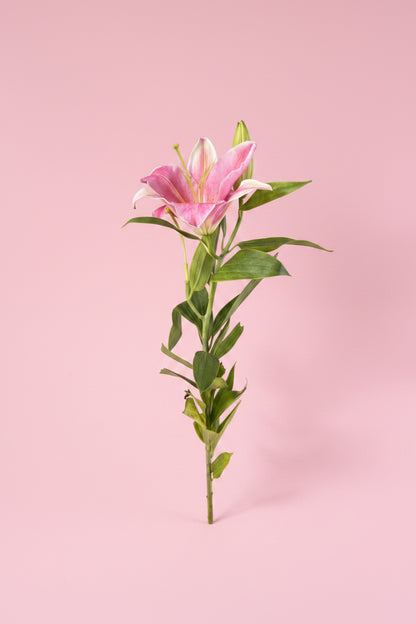 Fresh single lily bouquet delivery in Kathmandu Nepal