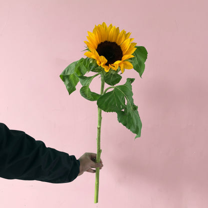 Beautiful sunflower bouquet wrapped for gifting in Nepal