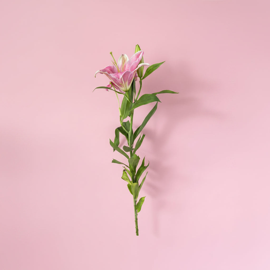 Premium single lily flower bouquet by MayakoBasket for delivery in Nepal